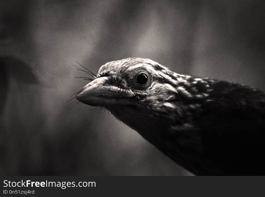 Beak, Black And White, Fauna, Monochrome Photography