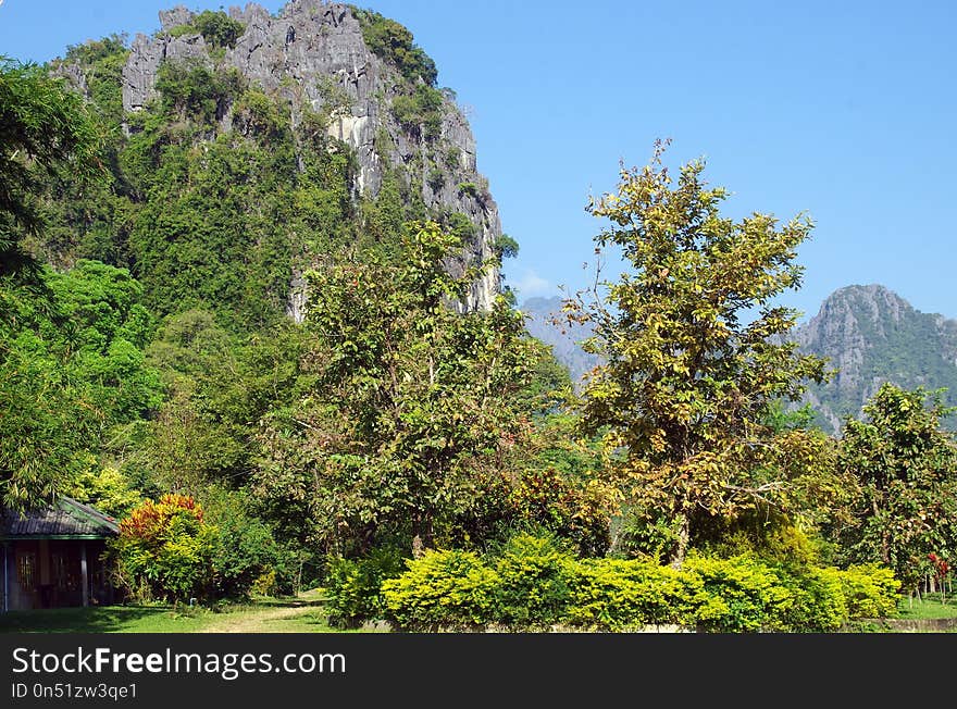 Vegetation, Nature, Tree, Ecosystem