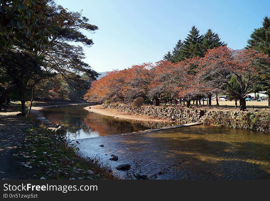 Waterway, Water, Reflection, Tree