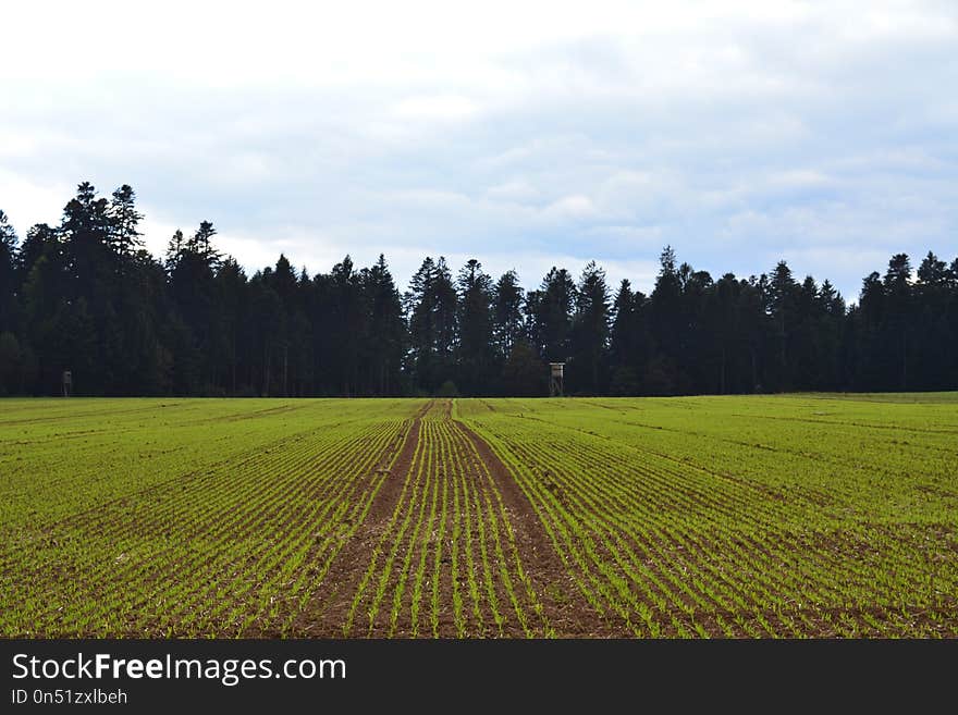 Field, Agriculture, Sky, Crop