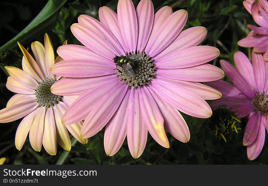 Flower, Flora, Pink, Purple