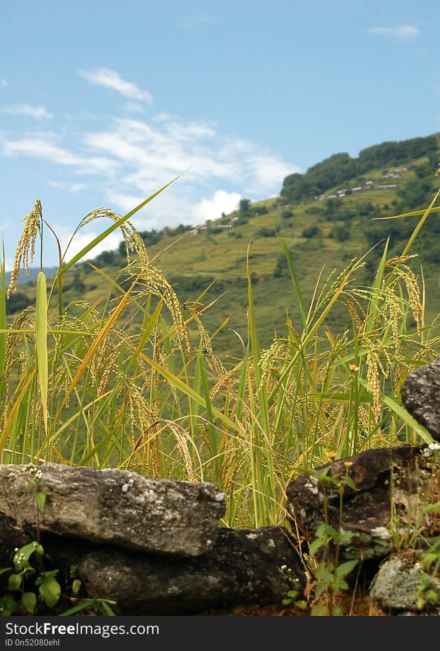 Ecosystem, Vegetation, Grass Family, Sky