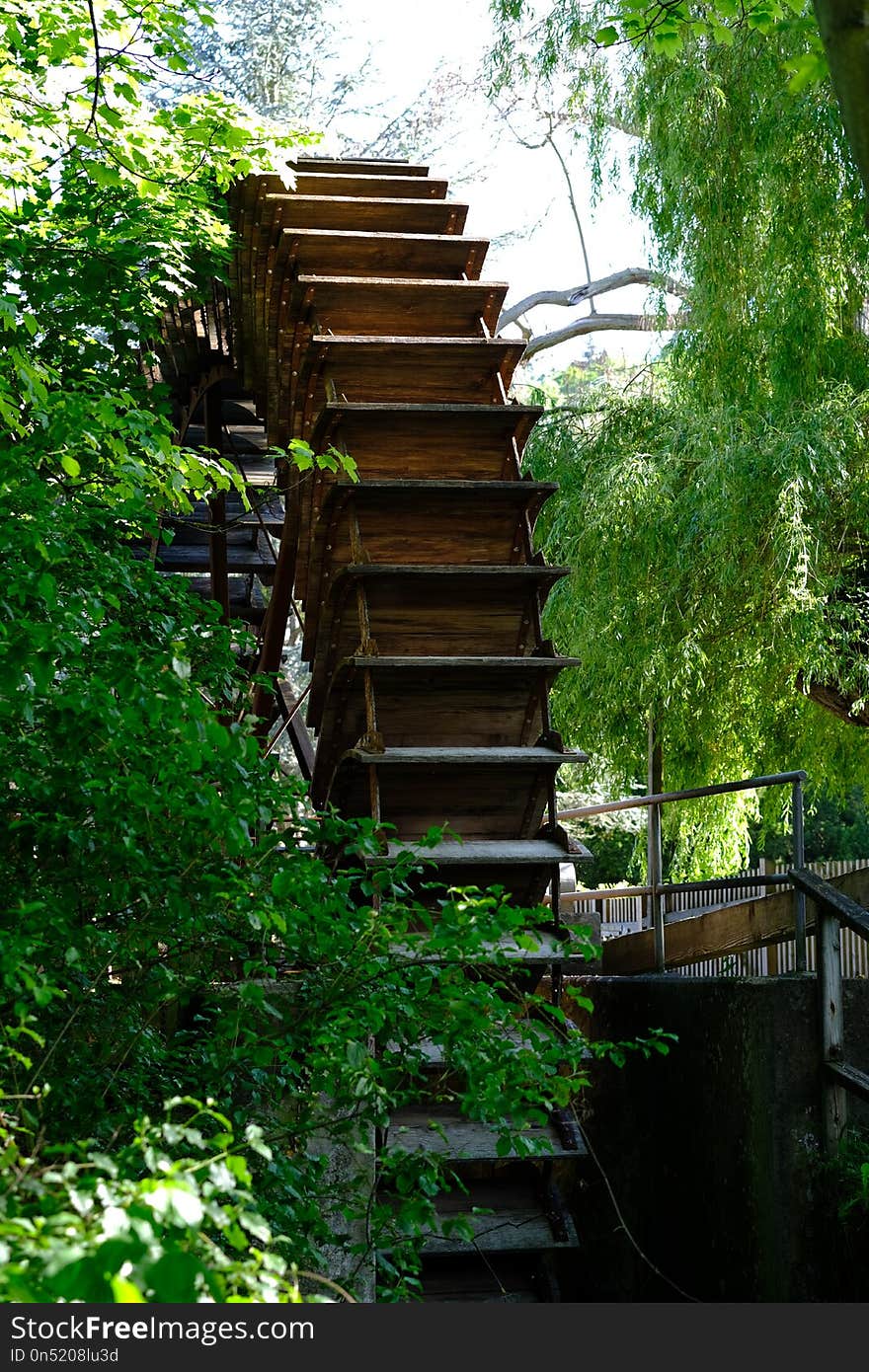 Green, Nature, Tree, Plant