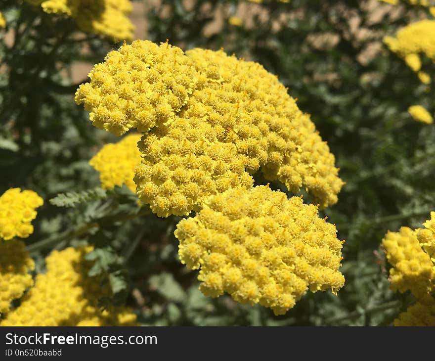 Flower, Yellow, Tansy, Yarrow