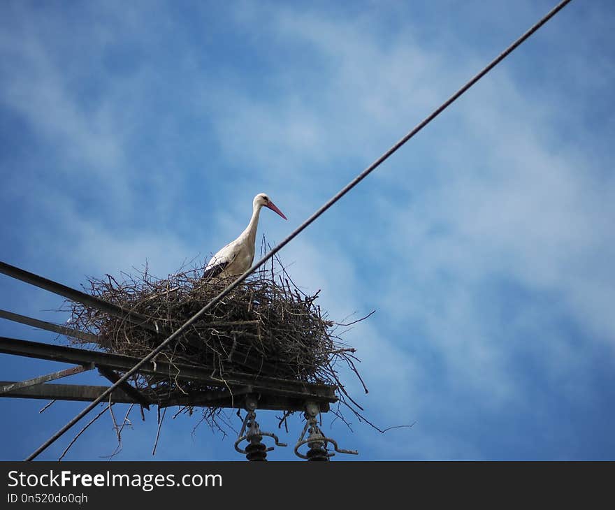 Sky, Bird, Stork, White Stork