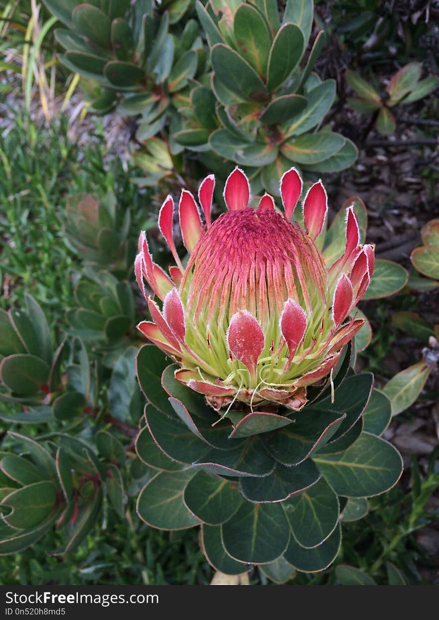 Plant, Flower, Vegetation, Protea Family