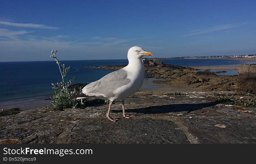 Bird, Gull, Seabird, European Herring Gull