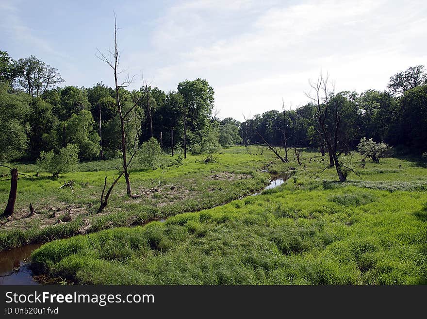 Vegetation, Nature Reserve, Wetland, Ecosystem