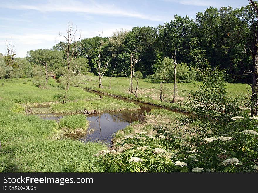 Vegetation, Nature Reserve, Water, Wetland