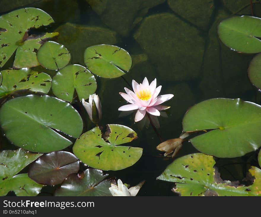 Flower, Flora, Plant, Water