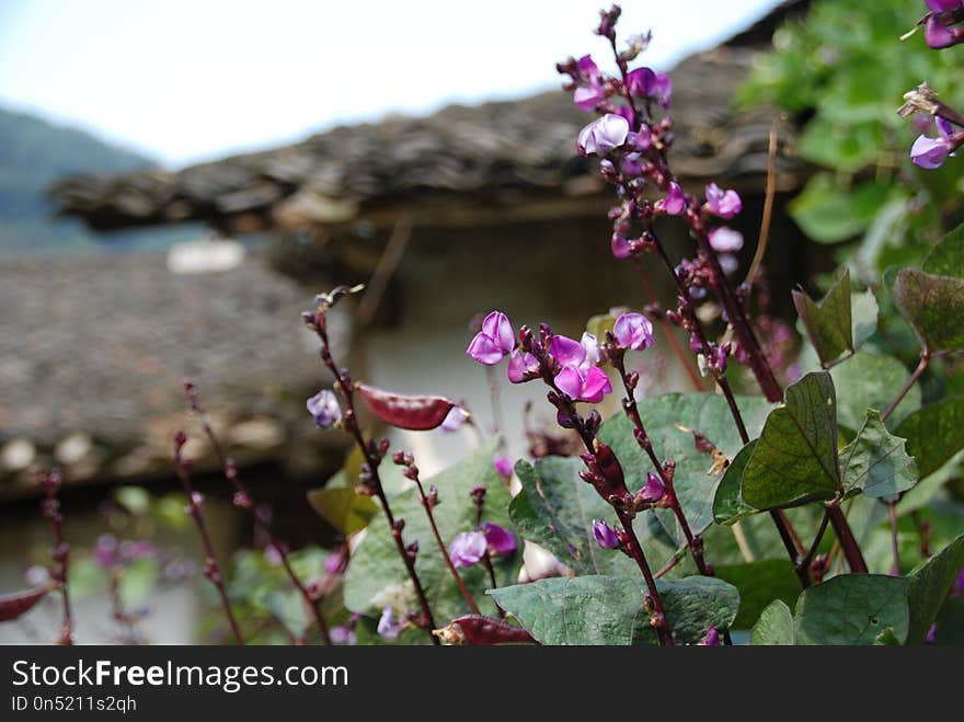 Flower, Plant, Flowering Plant, Flora