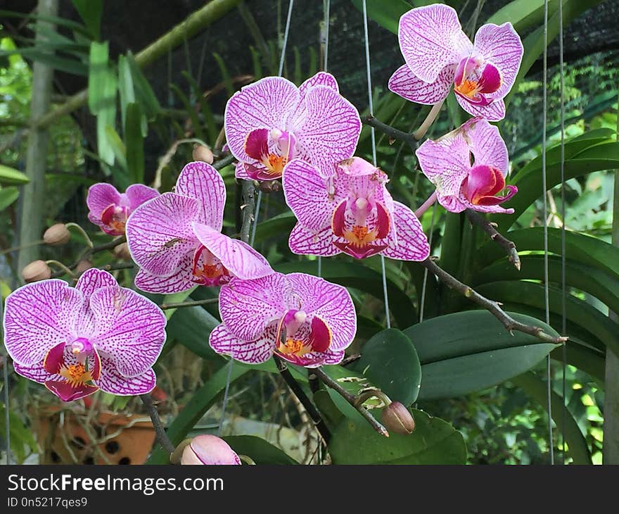 Plant, Flower, Flowering Plant, Flora