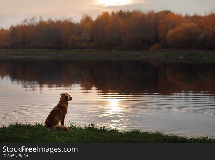 Dog by the lake. Autumn mood. red Nova Scotia Duck Tolling Retriever, Toller. Traveling with a pet.