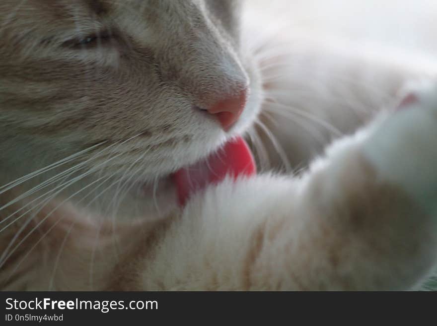 Cat beautiful tabby lick licking tongue fur cleaning