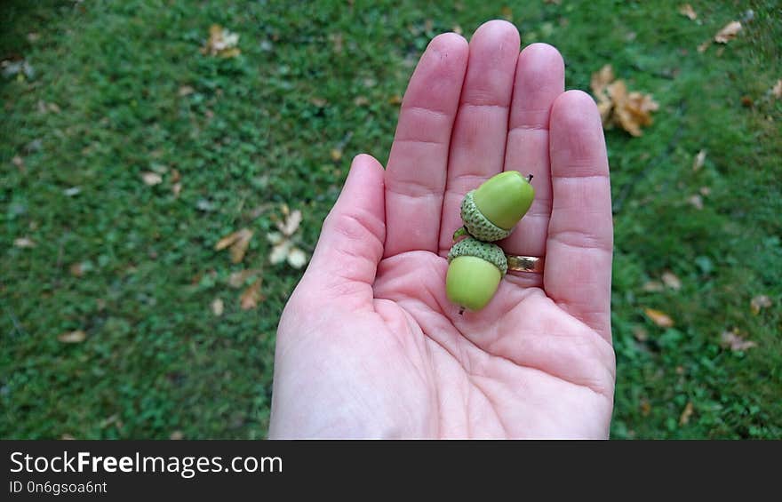 Finger, Hand, Grass, Grass Family