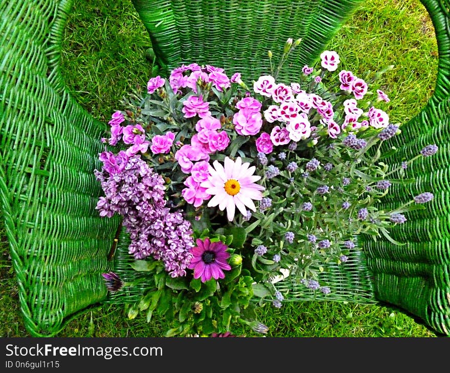 Flower, Plant, Flowering Plant, Flora