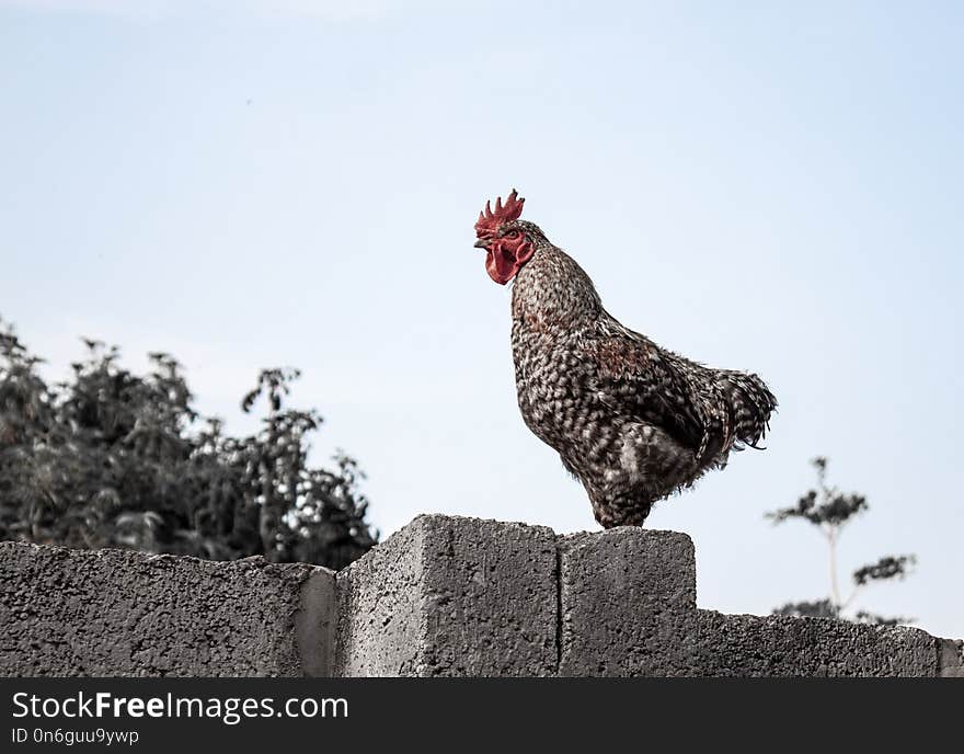 Chicken, Rooster, Galliformes, Bird