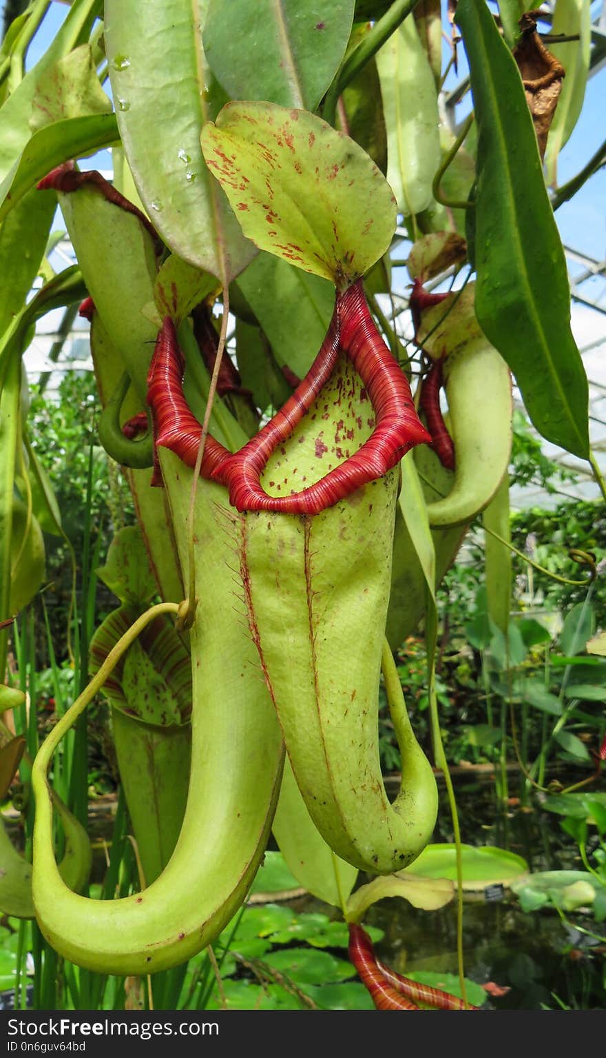 Plant, Carnivorous Plant, Pitcher Plant, Flora