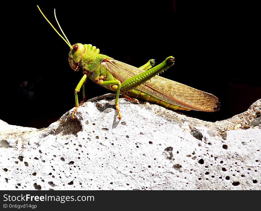 Insect, Invertebrate, Grasshopper, Locust