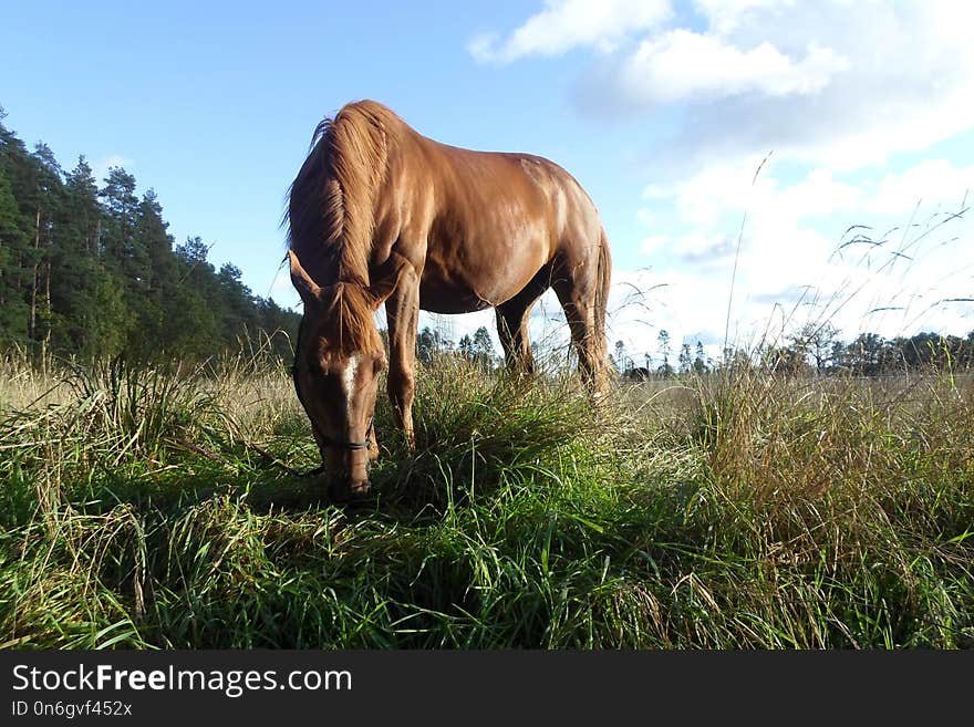 Horse, Grassland, Pasture, Grazing