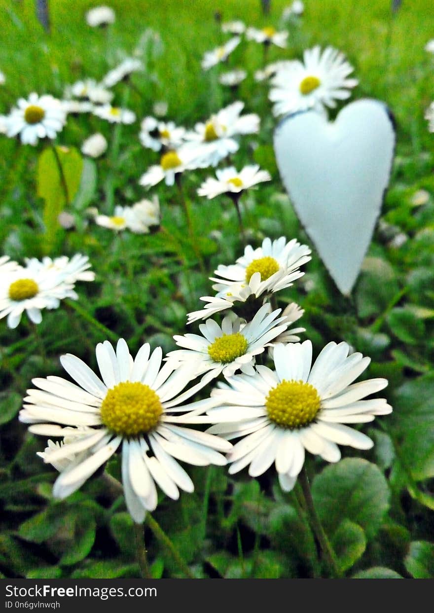 Flower, Chamaemelum Nobile, Oxeye Daisy, Plant