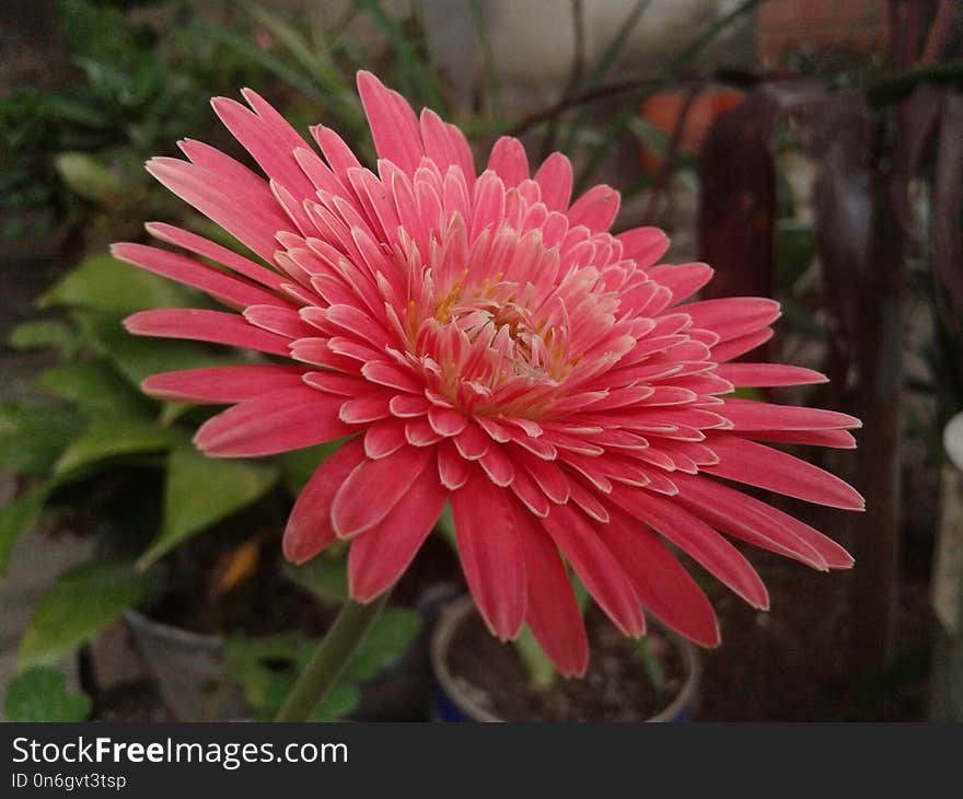 Flower, Plant, Flora, Gerbera