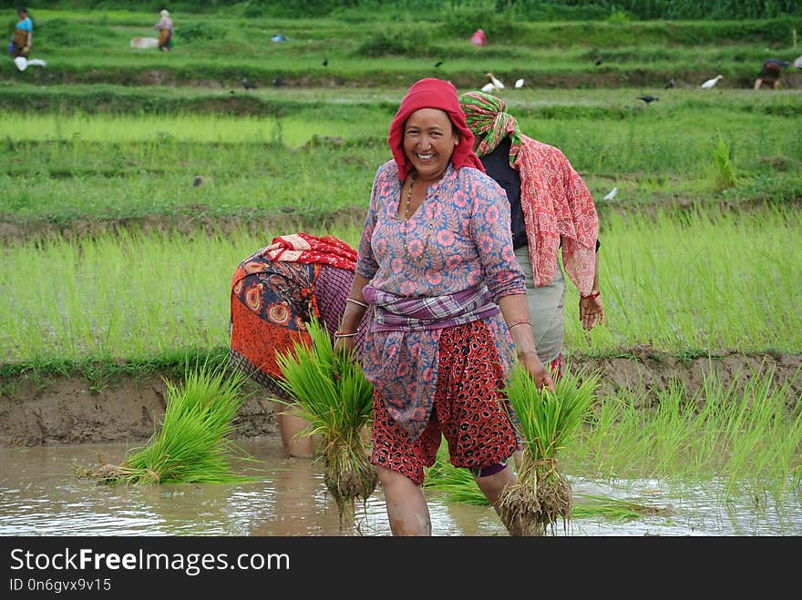 Agriculture, Field, Paddy Field, Rural Area