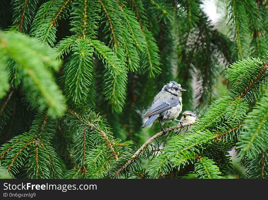 Bird, Tree, Ecosystem, Fauna