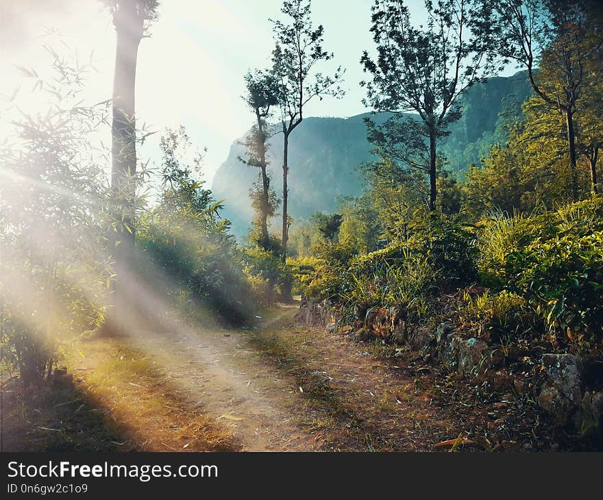 Nature, Ecosystem, Path, Forest