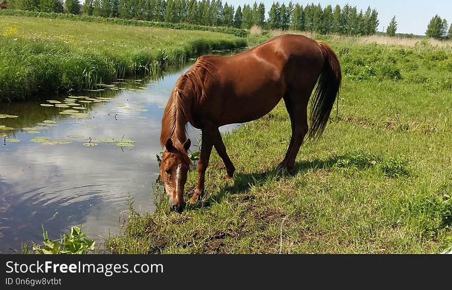 Horse, Pasture, Grazing, Grassland