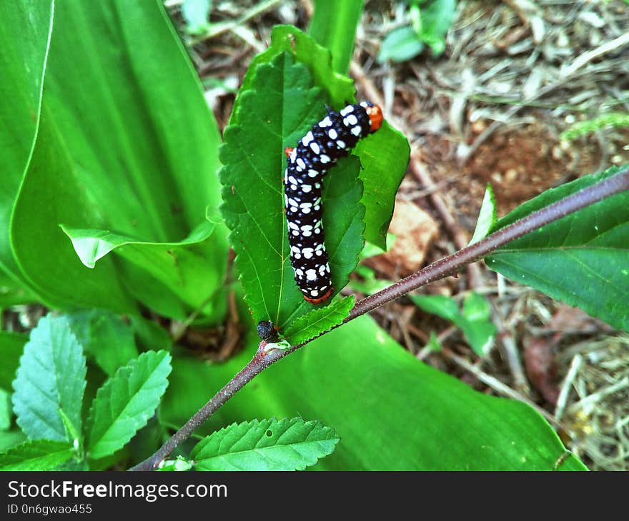 Larva, Leaf, Caterpillar, Insect