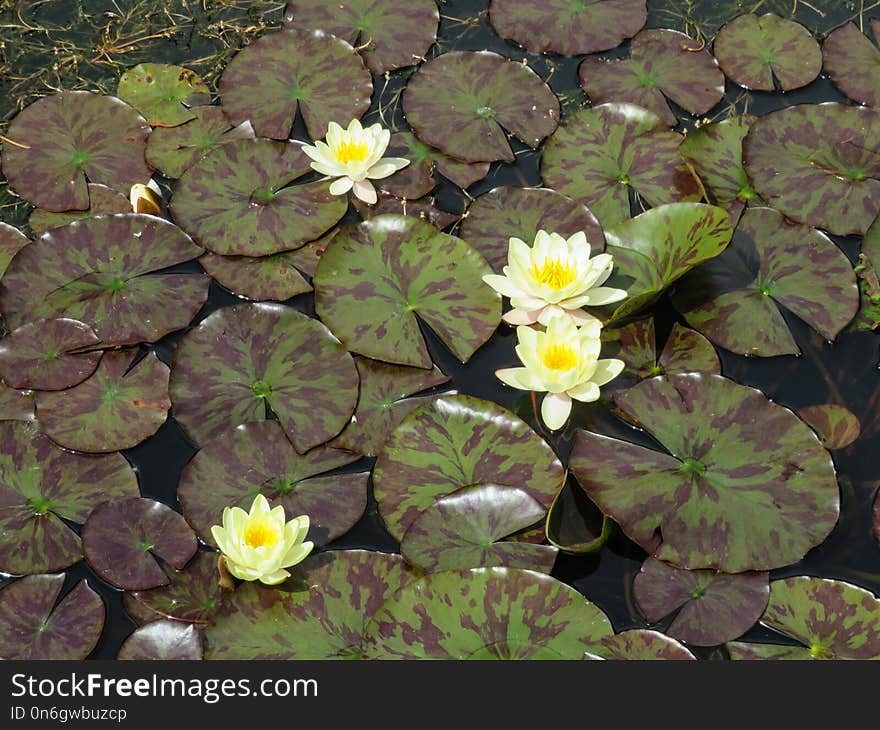 Plant, Flower, Flora, Vegetation