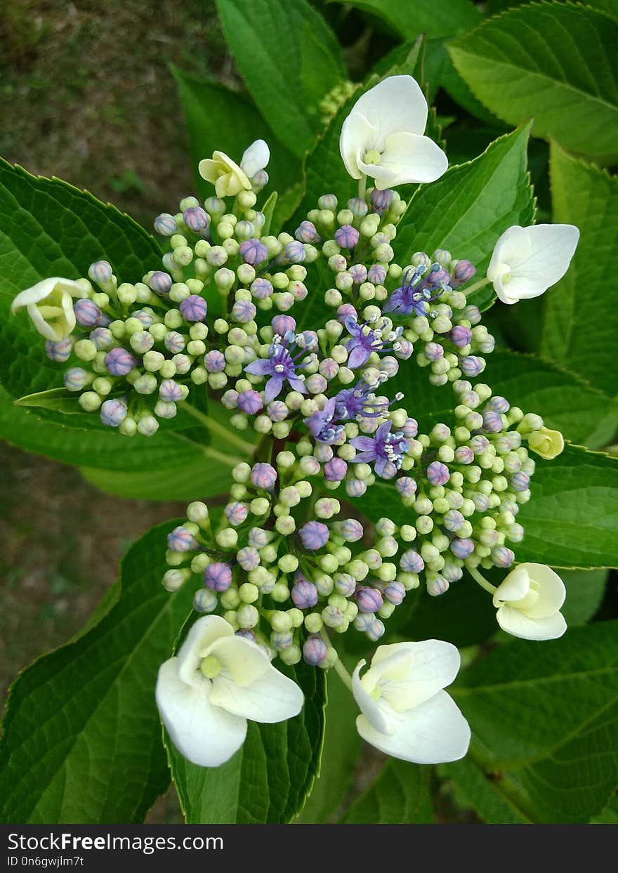 Flower, Plant, Hydrangea, Hydrangea Serrata