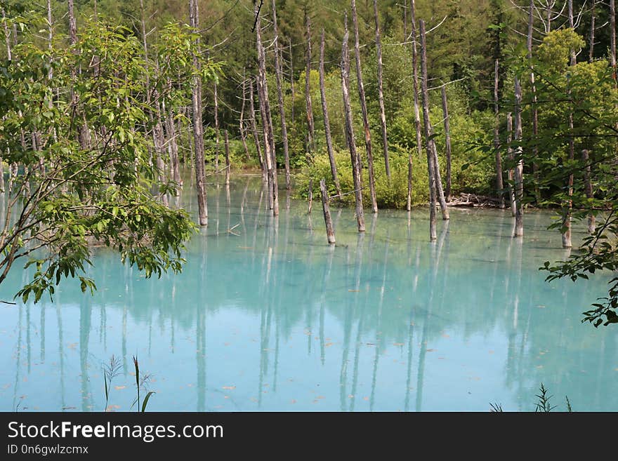 Water, Nature, Bayou, Wetland