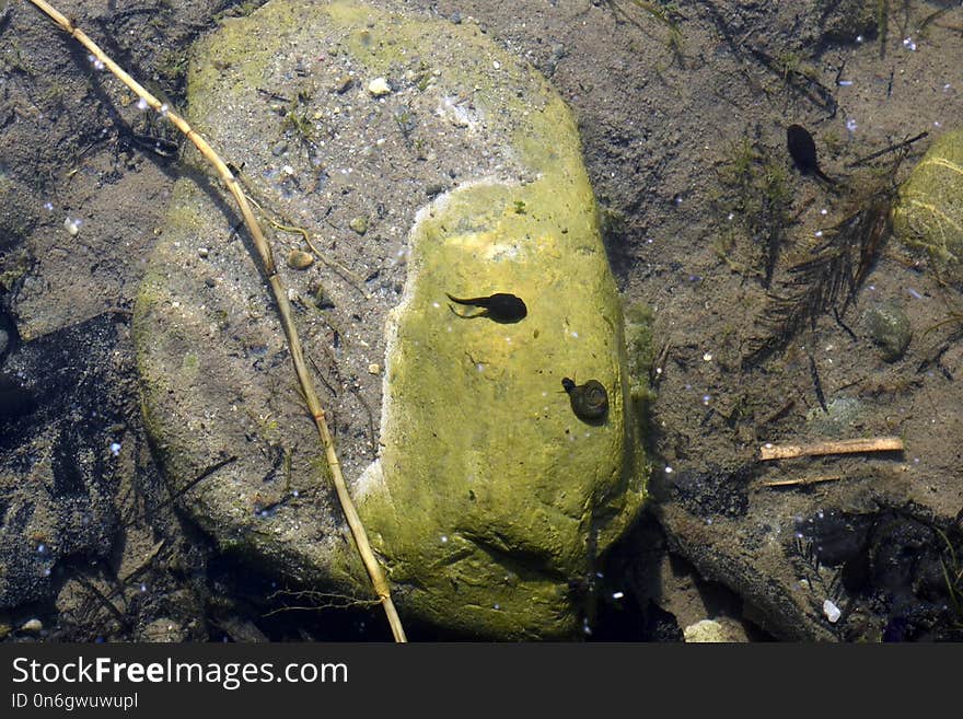 Rock, Water, Organism