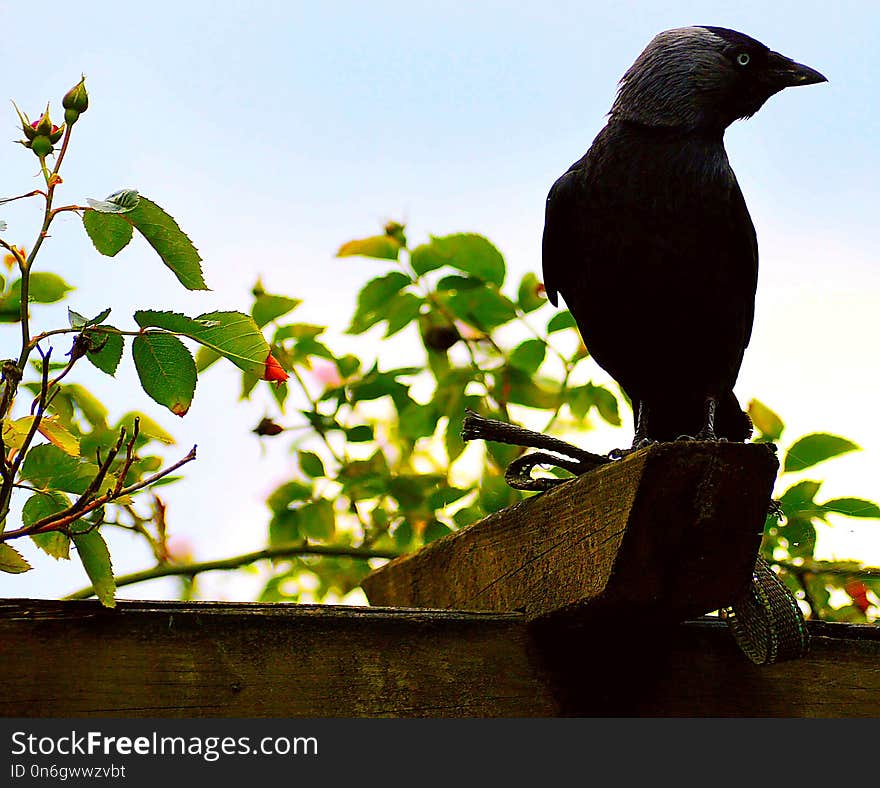 Bird, Fauna, Beak, Branch