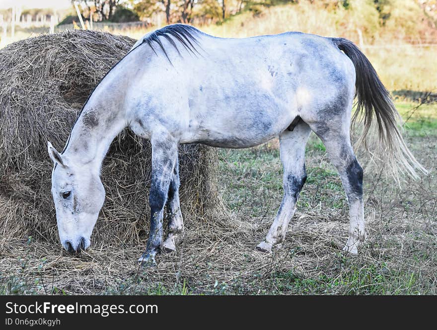 Horse, Horse Like Mammal, Mane, Mare