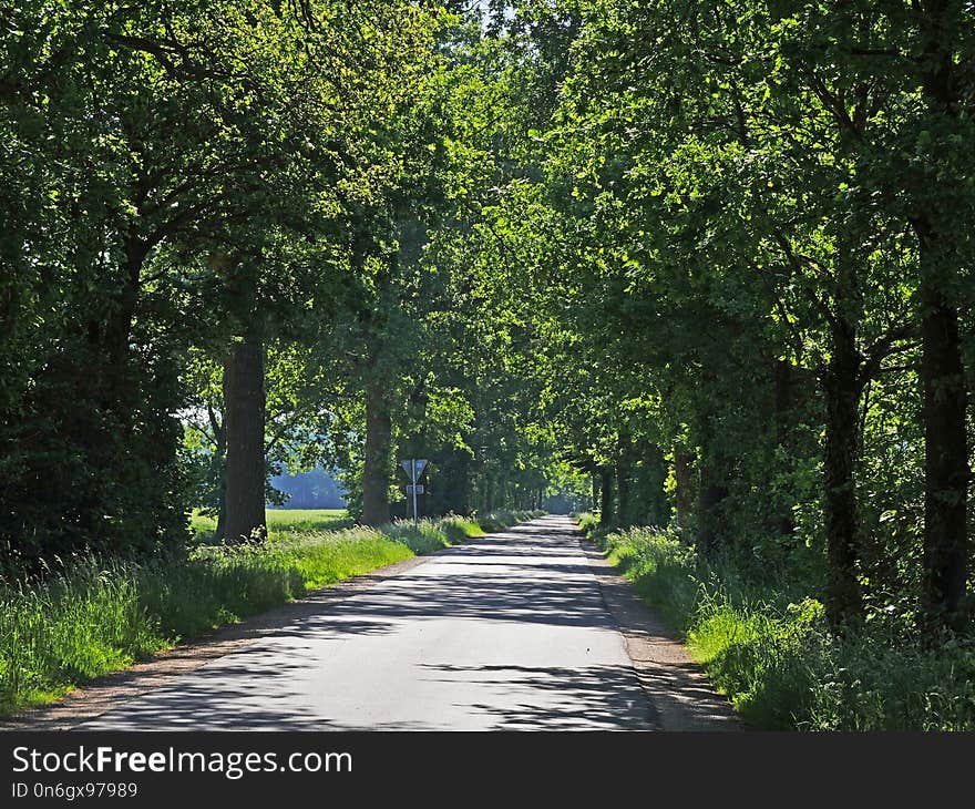 Road, Path, Nature, Tree