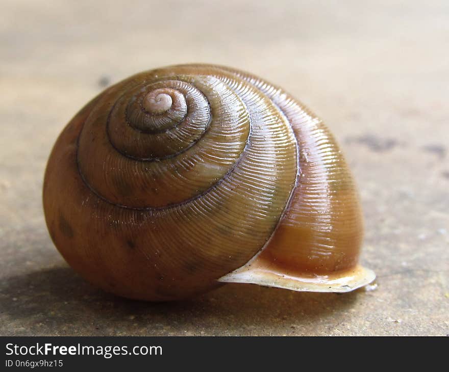 Snails And Slugs, Molluscs, Snail, Invertebrate