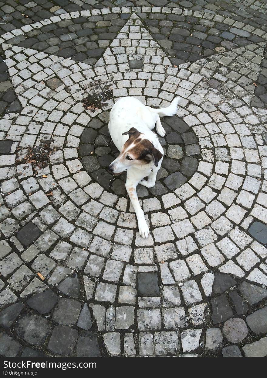 Dog Like Mammal, Cobblestone, Road Surface, Snout