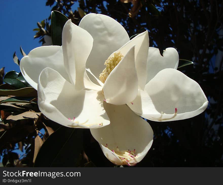 Flower, Plant, White, Flowering Plant