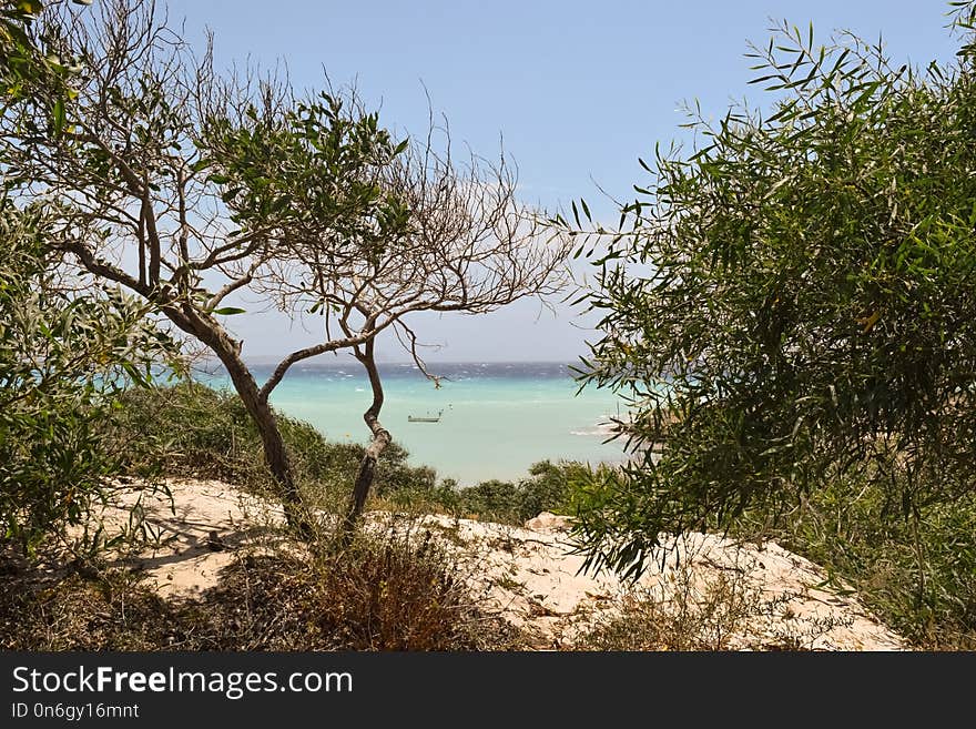 Vegetation, Ecosystem, Nature Reserve, Tree