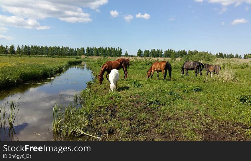 Pasture, Ecosystem, Nature Reserve, Grassland