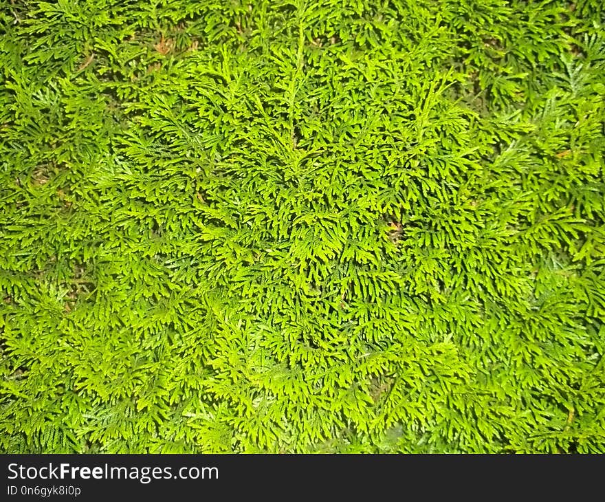 Vegetation, Grass, Plant, Ferns And Horsetails