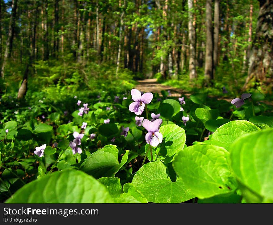 Plant, Vegetation, Flora, Flower