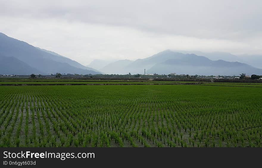 Paddy Field, Agriculture, Field, Plain