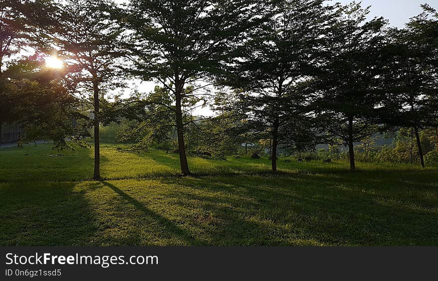 Nature, Tree, Sky, Ecosystem