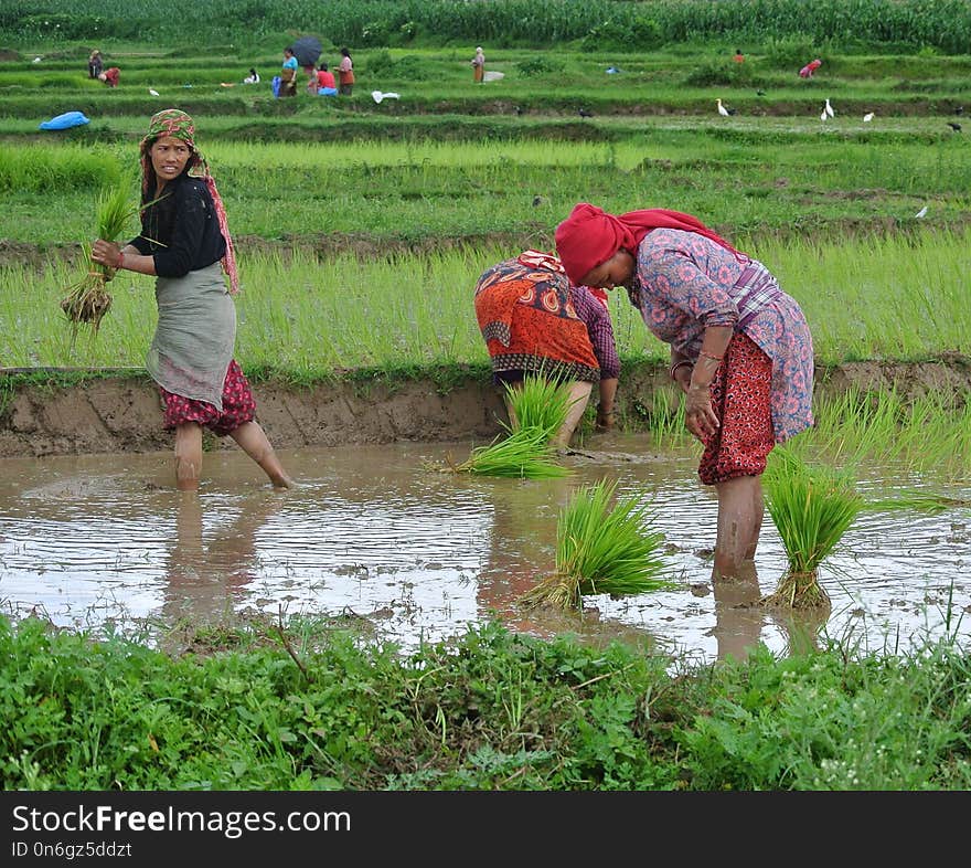 Water, Agriculture, Paddy Field, Water Resources