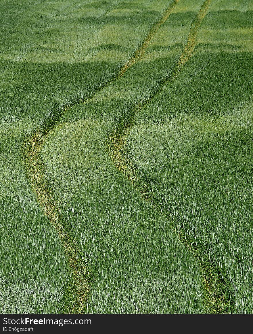 Grass, Grassland, Field, Vegetation