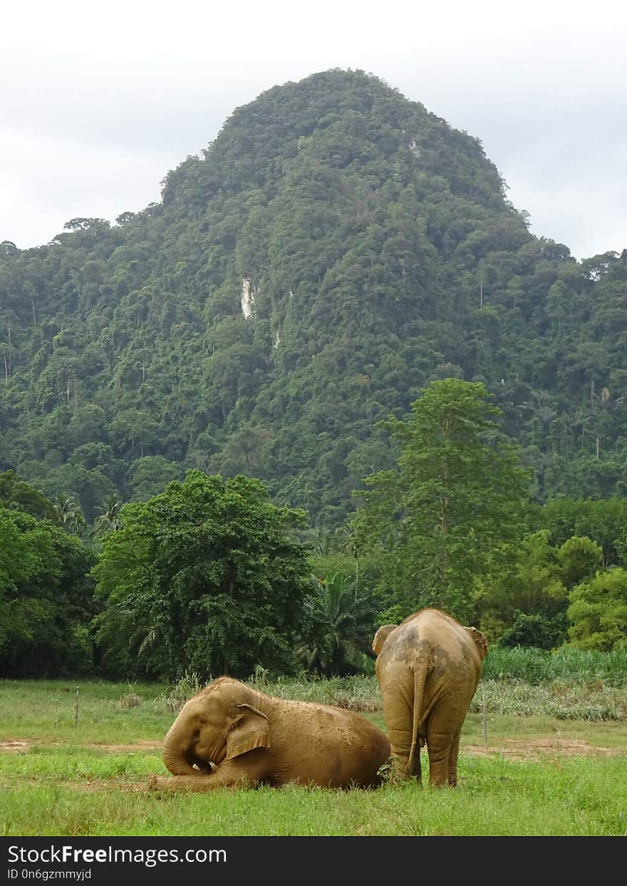 Elephants And Mammoths, Grassland, Wildlife, Nature Reserve